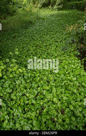 Voie navigable étranglée par Pennywort flottant : Hydrocotyle ranunculoides. Plante hautement envahissante des rivières et des voies navigables au Royaume-Uni. River Wey, Surrey, Royaume-Uni. Banque D'Images