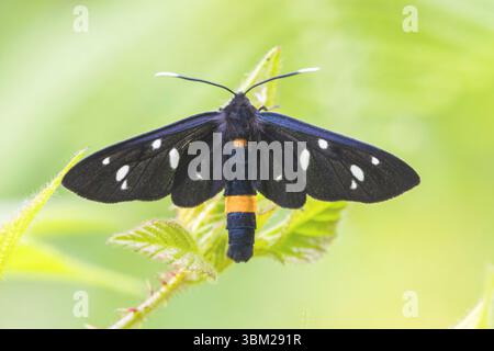 burnet à ceinture jaune (Syntomis phegea, Amata phegea), adulte vu d'en haut, Italie, Campanie Banque D'Images