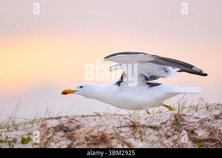 Goéland à dos noir (Larus fuscus), partant d'une dune de sable le soir, vue de côté, Allemagne, Schleswig-Holstein, Helgoland Banque D'Images
