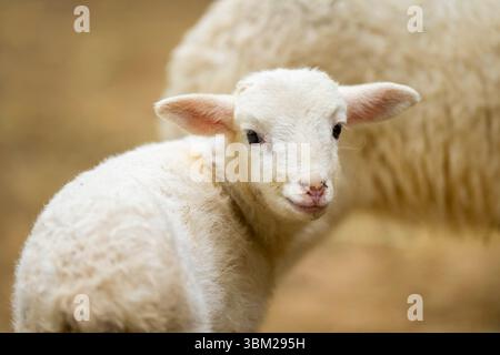 Mouton domestique (Ovis ammon F. aries), petit agneau, portrait, Allemagne, Bavière Banque D'Images