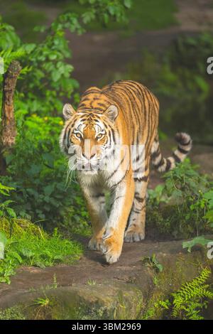 Tigre de Sibérie, tigre d'Amurie (Panthera tigris altaica), marche, vue de face Banque D'Images