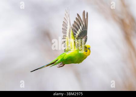 Budgerigar, budgie, perruche (Melopsittacus undulatus), mâle vert en vol, vue de côté Banque D'Images
