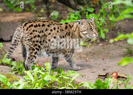 Chat pêcheur, Yu mao (Prionailurus viverrinus, Felis viverrinus), marchant sur le sol, vue de côté Banque D'Images