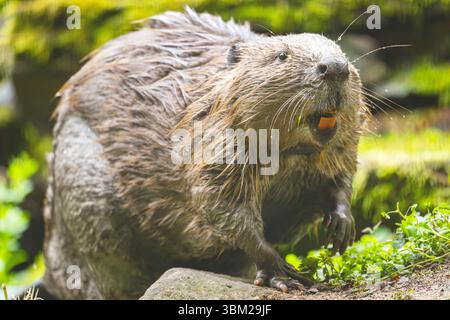 Castor eurasien, castor européen (fibre de ricin), assis au bord de l'eau, vue latérale, Allemagne, Bavière Banque D'Images