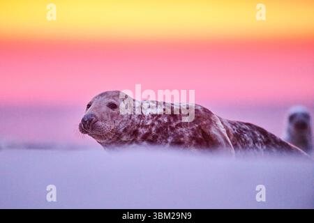 Phoque gris, phoque gris (Halichoerus grypus), phoque gris couché sur la plage pendant un coucher de soleil pittoresque, Allemagne, Schleswig-Holstein, Helgoland Banque D'Images