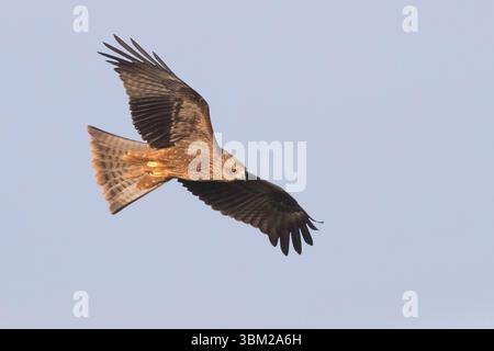 Cerf-volant noir, cerf-volant à bec jaune (Milvus migrans), juvénile en vol, Italie, Campanie Banque D'Images