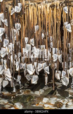 Barnacle d'oie commune : Lepas anatifera. Boscastle, Cornouailles, Royaume-Uni. Sur une grande bûche lavée par une tempête hivernale. Banque D'Images