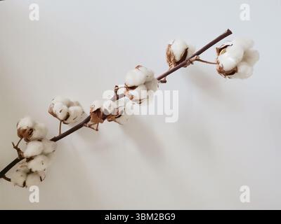 Branche de coton isolée sur fond blanc avec un espace de copie Banque D'Images