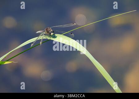 Gros plan d'un mâle leucorrhinia pectoralis, White-Spotted Whiteface ou large White-face Darter reposant dans les roseaux au-dessus de l'eau par une journée ensoleillée. Banque D'Images