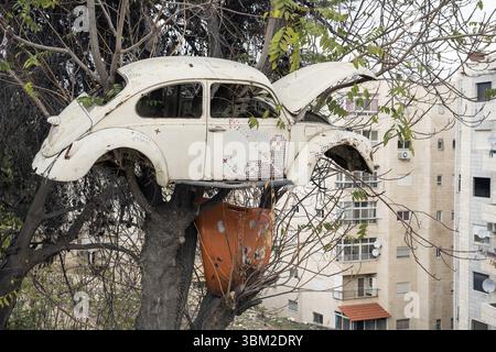 Bethléem, Palestine ; Volkswagen Beetle type 1 - épave de voiture suspendue à un arbre, voiture dans un endroit inhabituel ; Käfer (Typ 1) - Autowrack hängt an einem Baum Banque D'Images