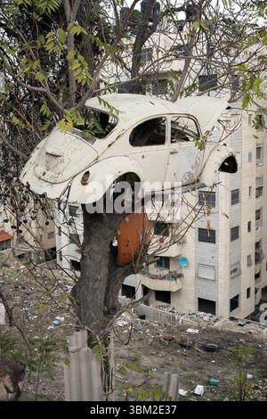 Bethléem, Palestine ; Volkswagen Beetle type 1 - épave de voiture suspendue à un arbre, voiture dans un endroit inhabituel ; Käfer (Typ 1) - Autowrack hängt an einem Baum Banque D'Images