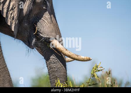Gros plan d'un éléphant d'Afrique (Loxodonta africana) montrant sa bouche et ses défenses contre un ciel bleu clair. Les défenses courbent en naturel chaud. Botswana Banque D'Images