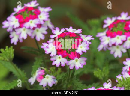 Gros plan sur la magnifique verveine « Sparkle Purple Blues » Banque D'Images
