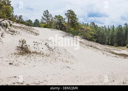 Des dunes côtières sculptées par le vent et des pins clairsemés sous un ciel lumineux dans la région de Kurzeme, Lettonie Banque D'Images