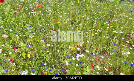 Un champ de différentes fleurs sauvages Banque D'Images