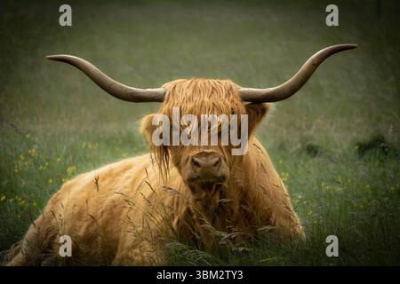 Vache des highlands reposant dans de longues herbes sur la commune de Minchinhampton, Gloucestershire, royaume-uni. portrait en gros plan avec des cornes spectaculaires et un manteau déchiqueté. Banque D'Images