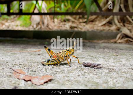 Gros plan de grosse Pferdeheuschrecke, sauterelle lubber orientale, Romalea microptera, montrant la texture et les couleurs du corps. Macro photo de ce frappant Banque D'Images