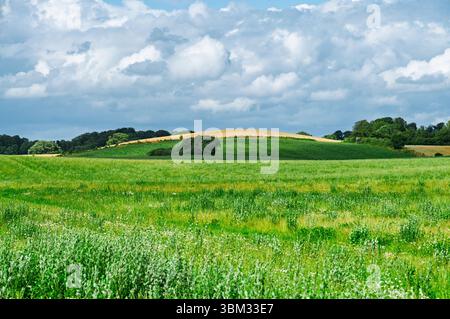 Des champs verdoyants s'étendent à travers le paysage, avec des collines ondulantes et une toile de fond de nuages dans une zone rurale à la fin du printemps. Banque D'Images