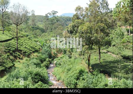Feuilles de thé vert luxuriant de plante de thé (Camellia sinensis) sur une plantation de thé sur un domaine de thé par une journée ensoleillée au Sri Lanka Banque D'Images