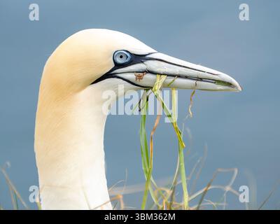 Gannets du Nord collectant du matériel de nidification Banque D'Images