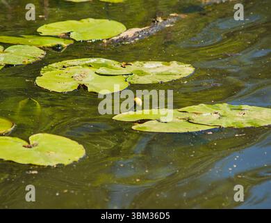 gros plan d'un nénuphar jaune poussant à la surface du lac Banque D'Images