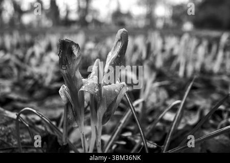Gouttes de pluie sur les pétales d'une fleur de crocus en fleurs dans le pré, Pologne, monochrome Banque D'Images