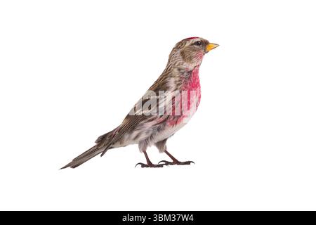 Redpoll commun isolé sur fond blanc Banque D'Images