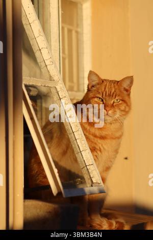 Chat tabby au gingembre assis par une fenêtre vintage ouverte dans une douce lumière dorée heure. Tons chauds et pose détendue en Afrique du Sud rurale. Banque D'Images