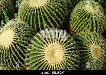 Cactus Golden Barrell Banque D'Images