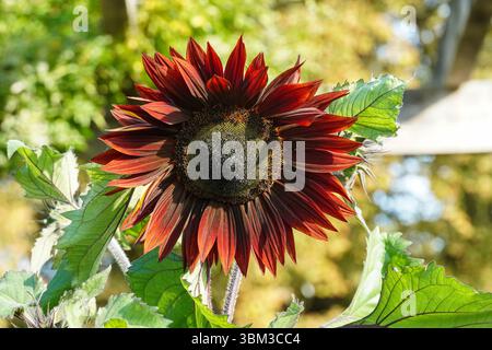 Gros plan d'un tournesol rouge Banque D'Images