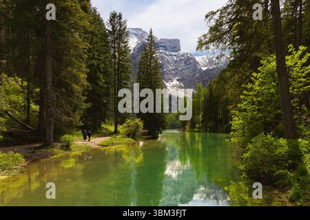 Une vue sereine sur le Lago di Braies avec ses eaux vertes distinctives, entouré de grands pins et d'une majestueuse montagne enneigée dans les Dolomites, Banque D'Images
