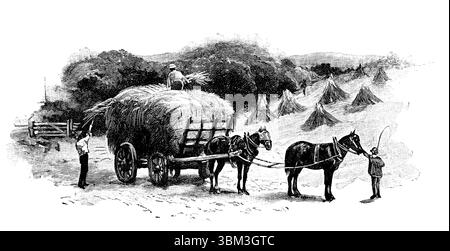 Agriculture victorienne, temps de récolte, ouvriers agricoles chargeant des poulies de récolte sur le chariot à la main, illustration de ligne gravée de 1892 The Quiver Magazine Banque D'Images