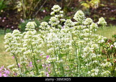 Fleurs d'été aérées de valériane rouge (forme blanche) Centranthus ruber 'Albus' UK jardin juin Banque D'Images