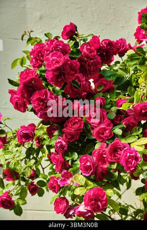 Romantique fenêtre verte avec volets entourés de roses rouges vives sur une façade blanche dans la ville historique de Zierikzee, pays-Bas. Banque D'Images