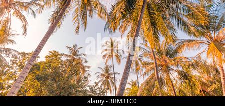 Magnifiques feuilles de palmier au coucher du soleil panoramique et lumière chaude de l'été, fond de nature tropicale avec vue panoramique sur le ciel et atmosphère paisible d'heure dorée Banque D'Images