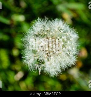 Directement au-dessus d'un gros plan d'une tête de pissenlit moelleux allé à graine avec une prairie floue en arrière-plan. Banque D'Images