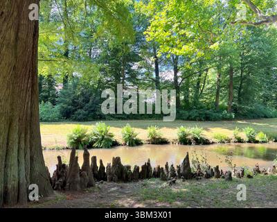 Racines respirantes d'un séquoia exposé au-dessus du sol Banque D'Images