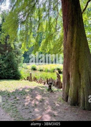 Racines respirantes d'un séquoia exposé au-dessus du sol Banque D'Images