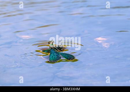 Belle demoiselle (Calopteryx Virgo) mâle damoiselle se noie dans le ruisseau parce que la tension de surface tient ses ailes dans l'eau Banque D'Images