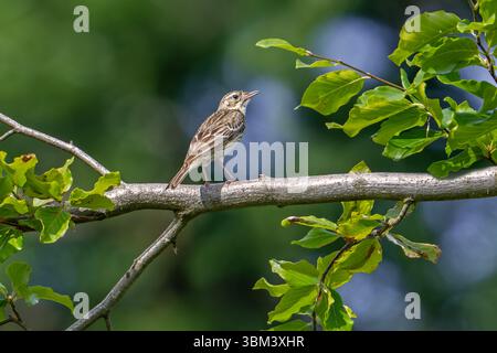 Pipit d'arbre (Anthus trivialis / Alauda trivialis) perché dans l'arbre à la forêt ouverte à la fin du printemps / début de l'été Banque D'Images