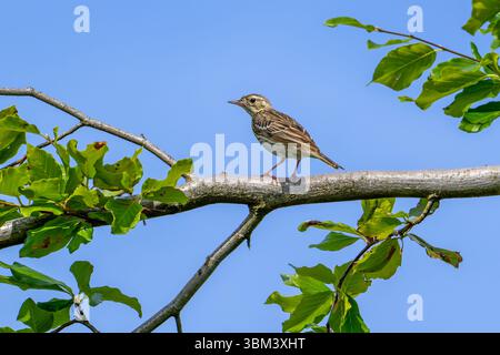 Pipit d'arbre (Anthus trivialis / Alauda trivialis) perché dans l'arbre à la forêt ouverte à la fin du printemps / début de l'été Banque D'Images