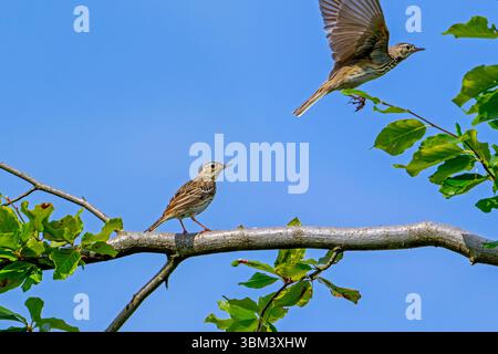 Deux pipites d'arbres (Anthus trivialis / Alauda trivialis) perchés dans l'arbre à la forêt ouverte à la fin du printemps / début de l'été Banque D'Images
