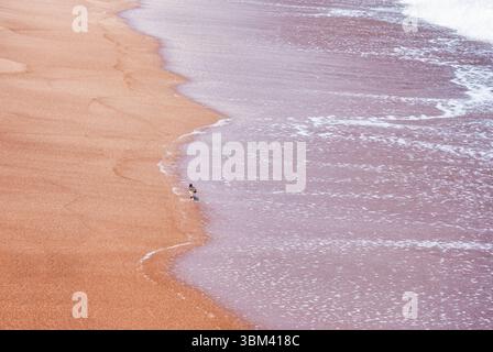 Le sable rouge de Playa Roja dans la réserve nationale de Paracas, Pérou. Banque D'Images