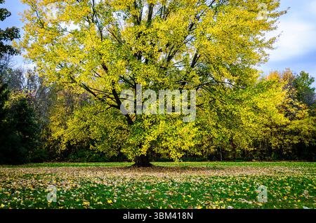 Imposant érable jaune entouré de feuilles tombées dans un parc Banque D'Images