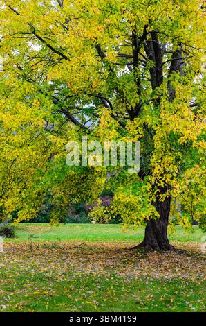 Vue de remplissage de cadre d'un érable yellwo entouré de feuilles tombées dans un parc Banque D'Images