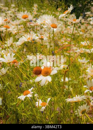 Gros plan de marguerites blanches en fleurs dans un pré de fleurs sauvages ensoleillé. La scène vibrante capture l'essence de l'été avec des pétales lumineux. Banque D'Images