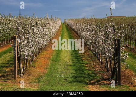 Sentier de verger droit entre des rangées de pommiers en fleurs sous un ciel de printemps clair. Banque D'Images