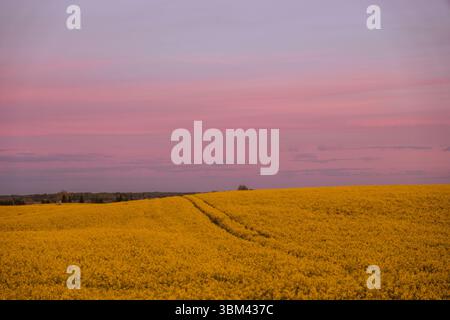 Vaste champ de colza s'étendant à l'horizon sous un ciel pastel doux. Les fleurs jaunes dorées contrastent magnifiquement avec le rose et la lavande. Banque D'Images