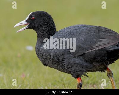 Coot eurasien marchant sur l'herbe avec bec ouvert et yeux rouges en plein profil latéral Banque D'Images