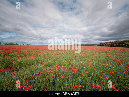 Vaste champ de coquelicots sous le ciel dramatique avec des nuages et la lumière du soleil dispersée sur les fleurs sauvages rouges Banque D'Images
